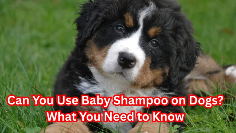 Can You Use Baby Shampoo on Dogs?