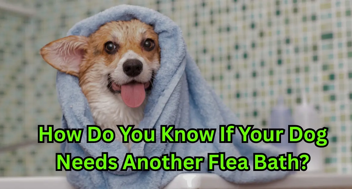 Dog flea Bath