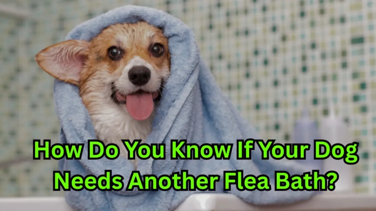 Dog flea Bath