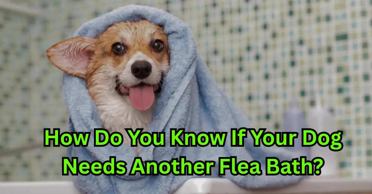 Dog flea Bath