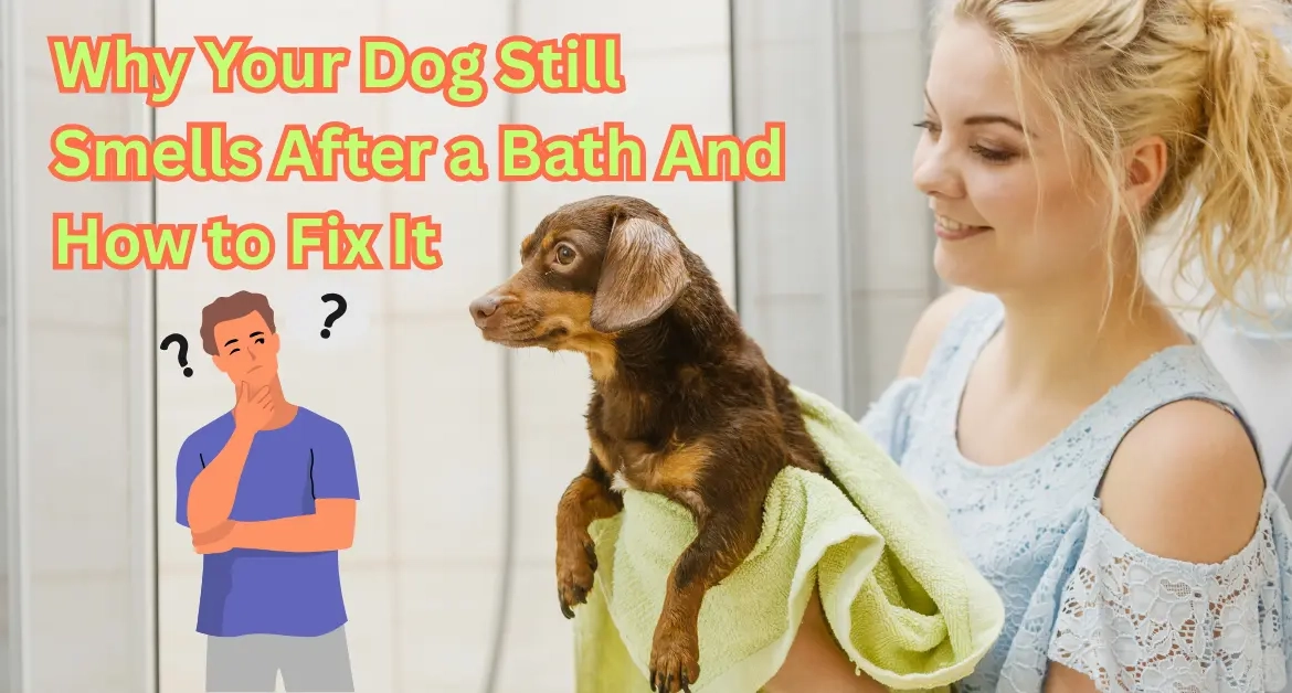 Why Your Dog Still Smells After a Bath And How to Fix It
