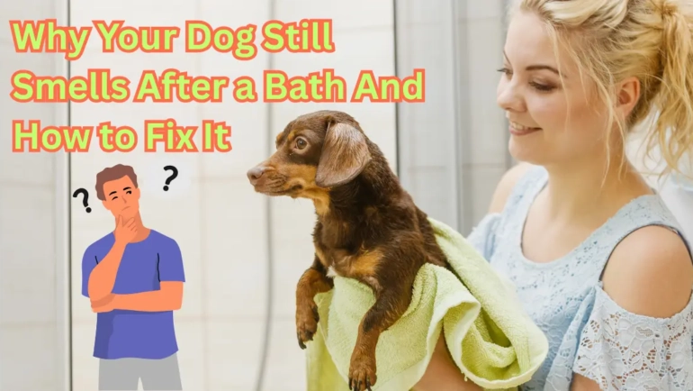 Why Your Dog Still Smells After a Bath And How to Fix It