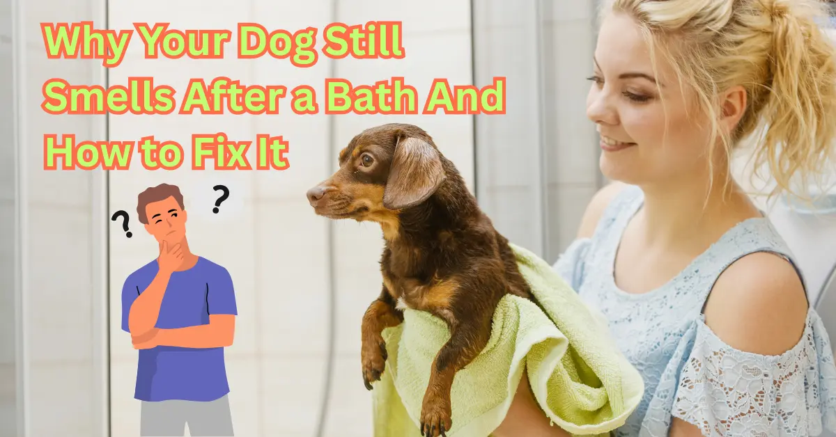 Why Your Dog Still Smells After a Bath And How to Fix It