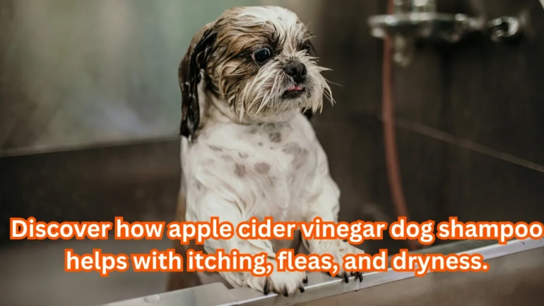 apple cider vinegar dog shampoo