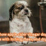 Why Apple Cider Vinegar Dog Shampoo Works Wonders for Dogs