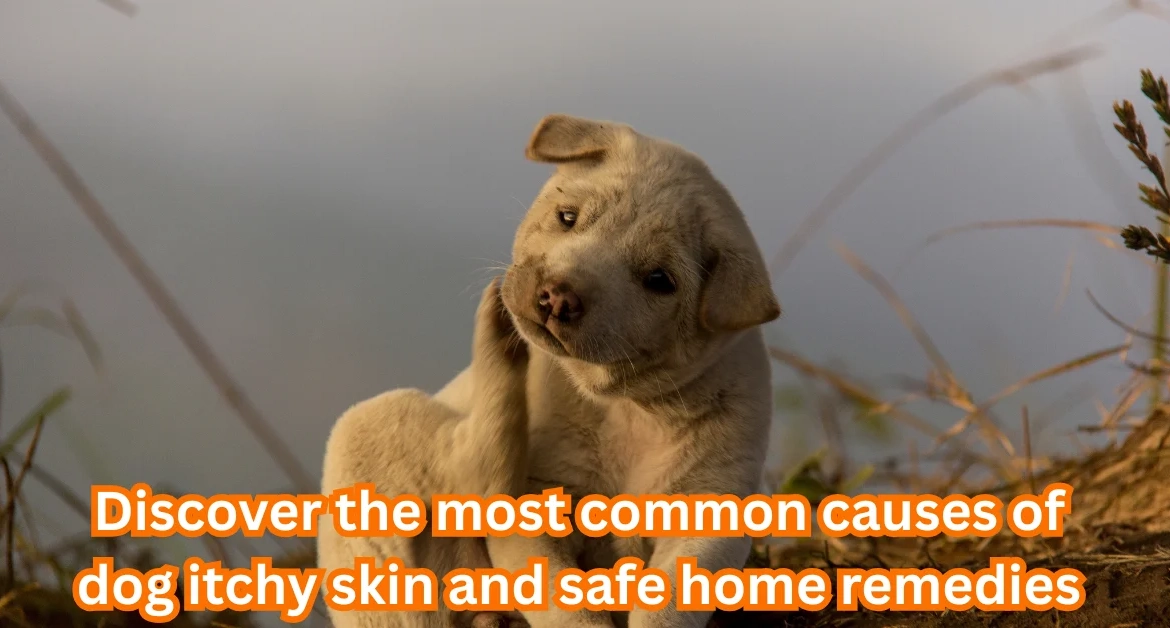 Discover the most common causes of dog itchy skin and safe home remedies