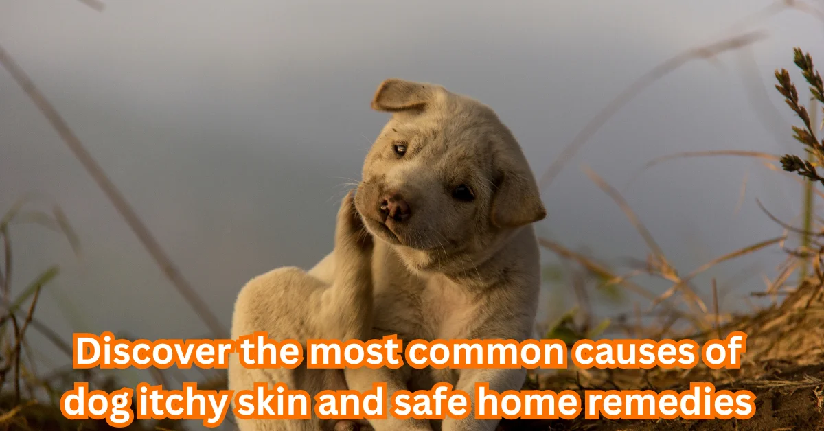 Discover the most common causes of dog itchy skin and safe home remedies
