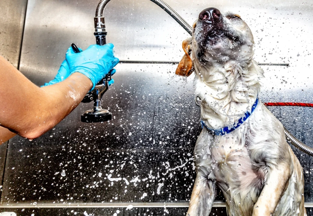 Dog Conditioner