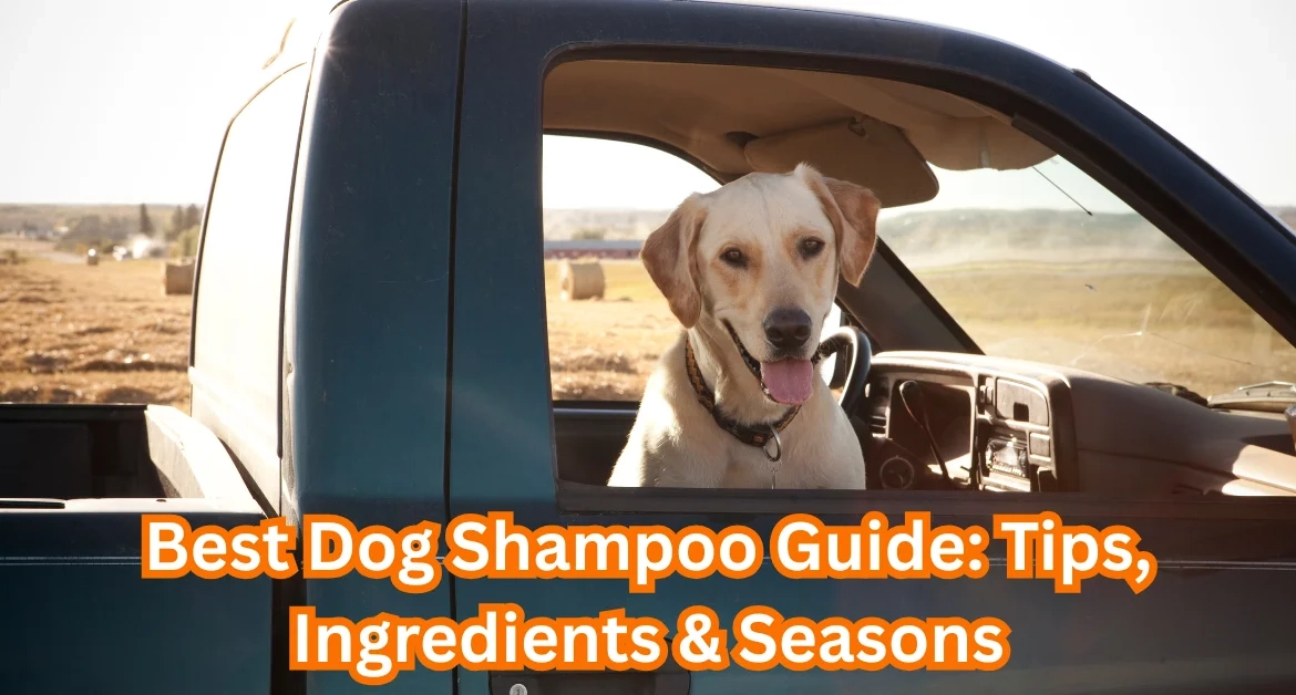dog shampoo