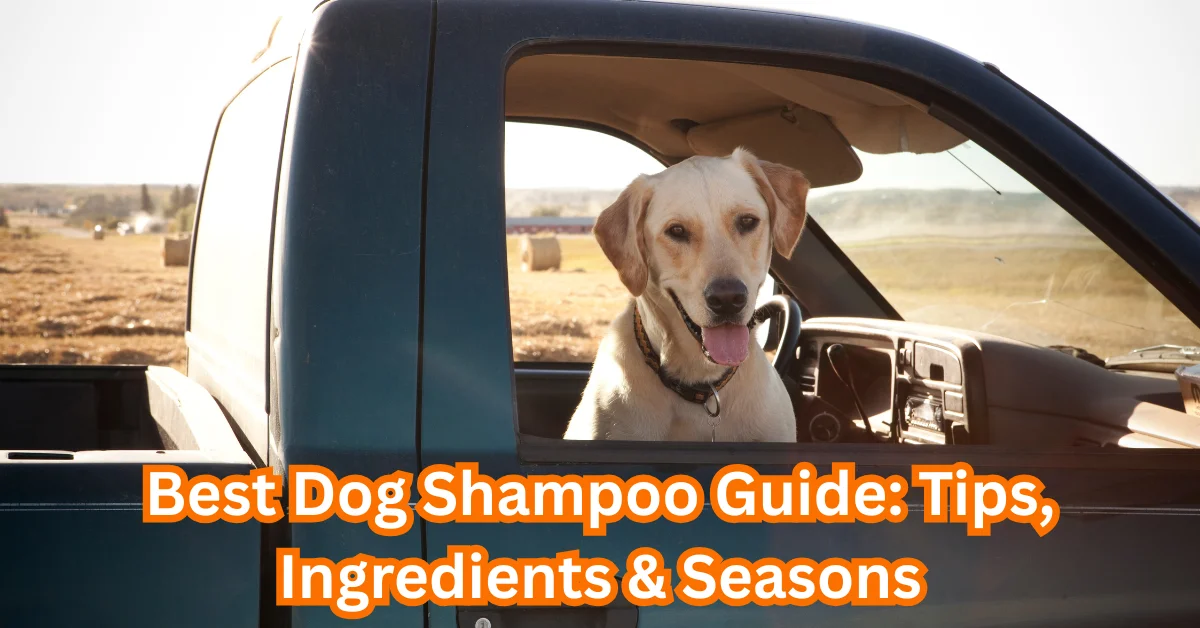 dog shampoo