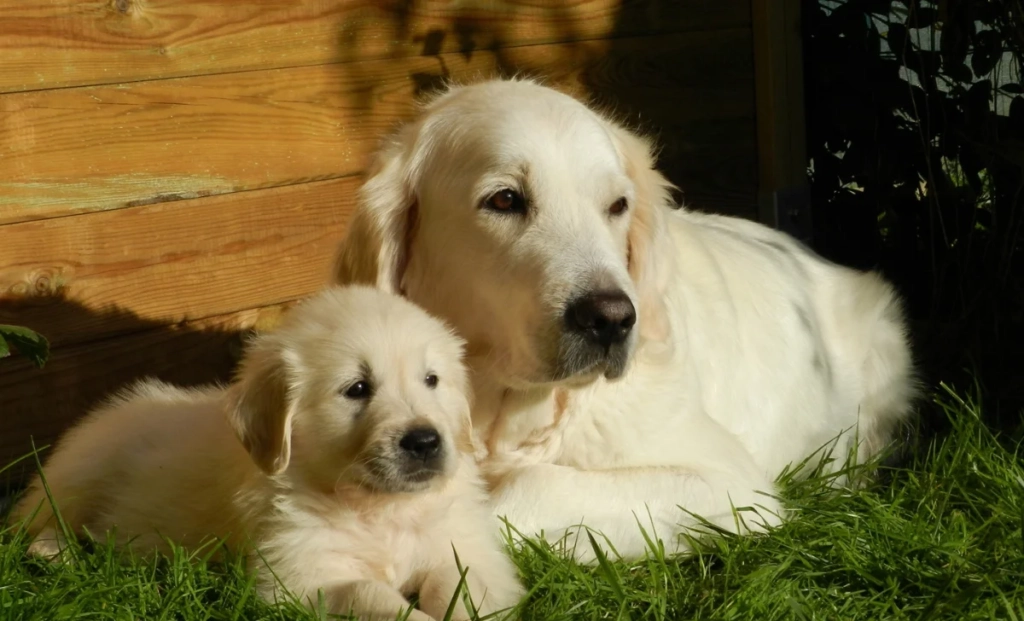 dog shampoo