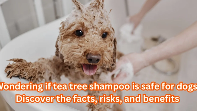 Is Tea Tree Shampoo Safe for Dogs?