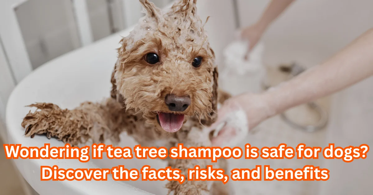 Is Tea Tree Shampoo Safe for Dogs?
