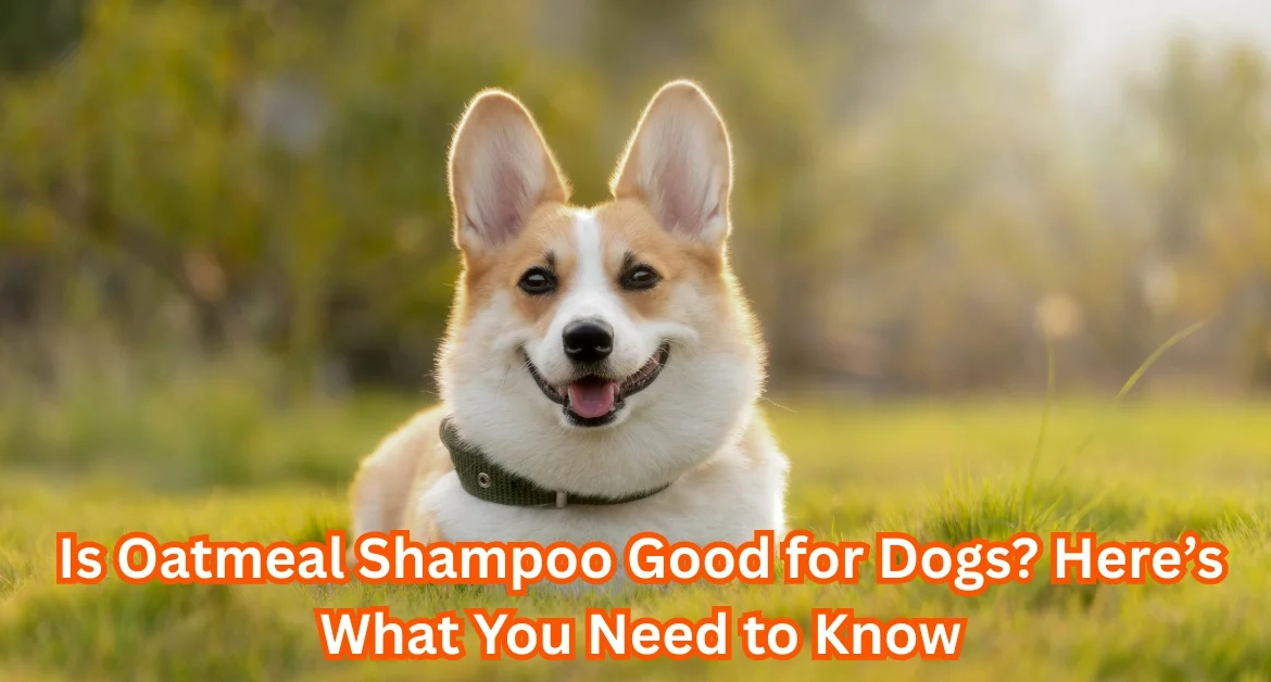Is Oatmeal Shampoo Good for Dogs