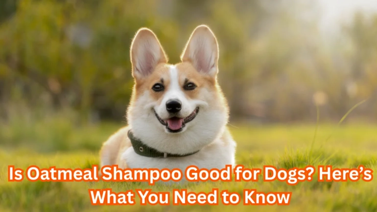 Is Oatmeal Shampoo Good for Dogs