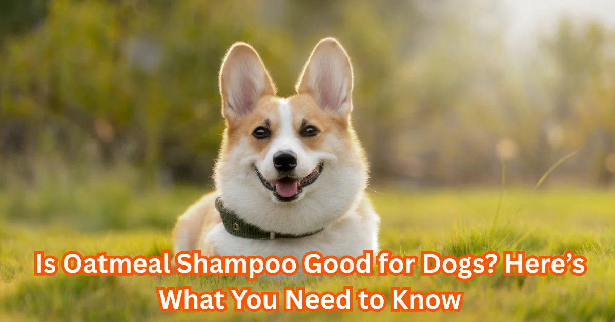 Is Oatmeal Shampoo Good for Dogs