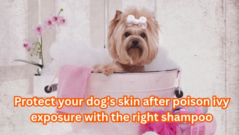 poison ivy shampoo for dogs