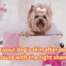 Poison Ivy Shampoo for Dogs: How to Protect and Heal Skin