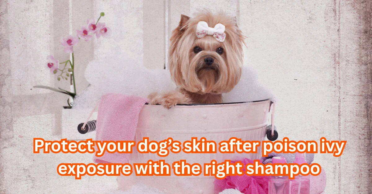 poison ivy shampoo for dogs