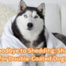 How to Choose the Right Shampoo for Double-Coated Dogs