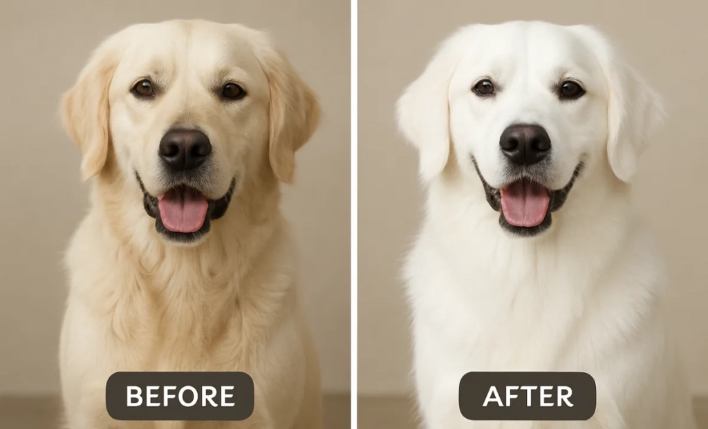 Perfume Dog Shampoo