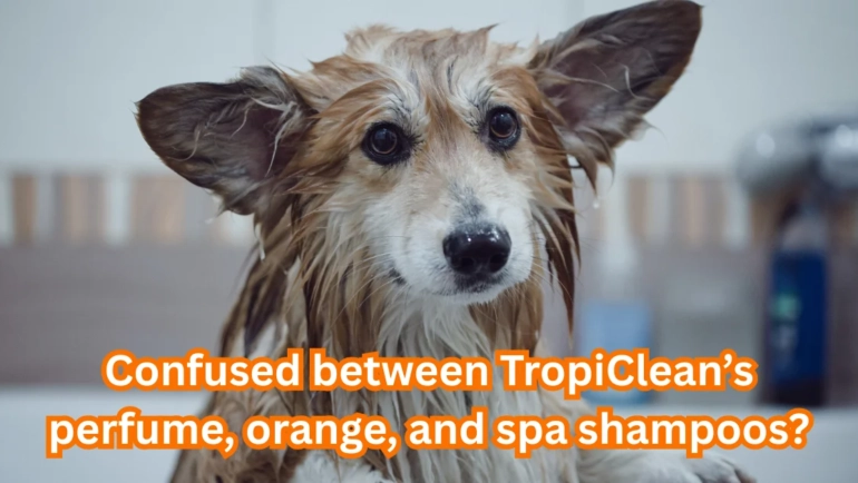 Perfume Dog Shampoo