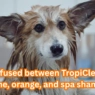 Perfume Dog Shampoo, Orange & Spa : TropiClean Reviewed