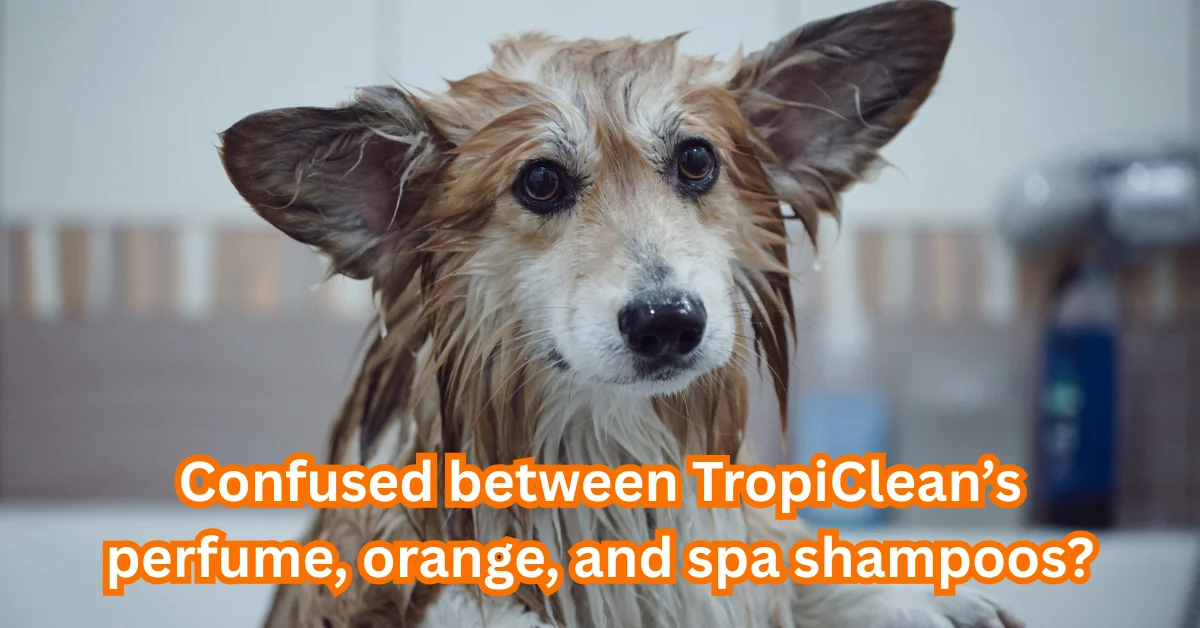 Perfume Dog Shampoo