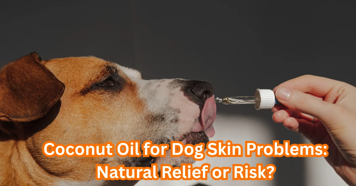 Coconut Oil for Dogs’ Skin