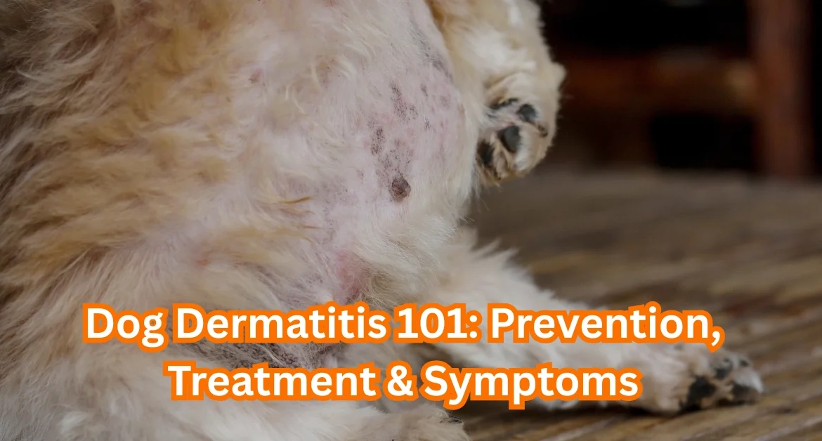 Dog Dermatitis