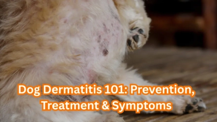Dog Dermatitis