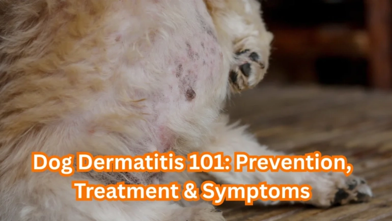 Dog Dermatitis