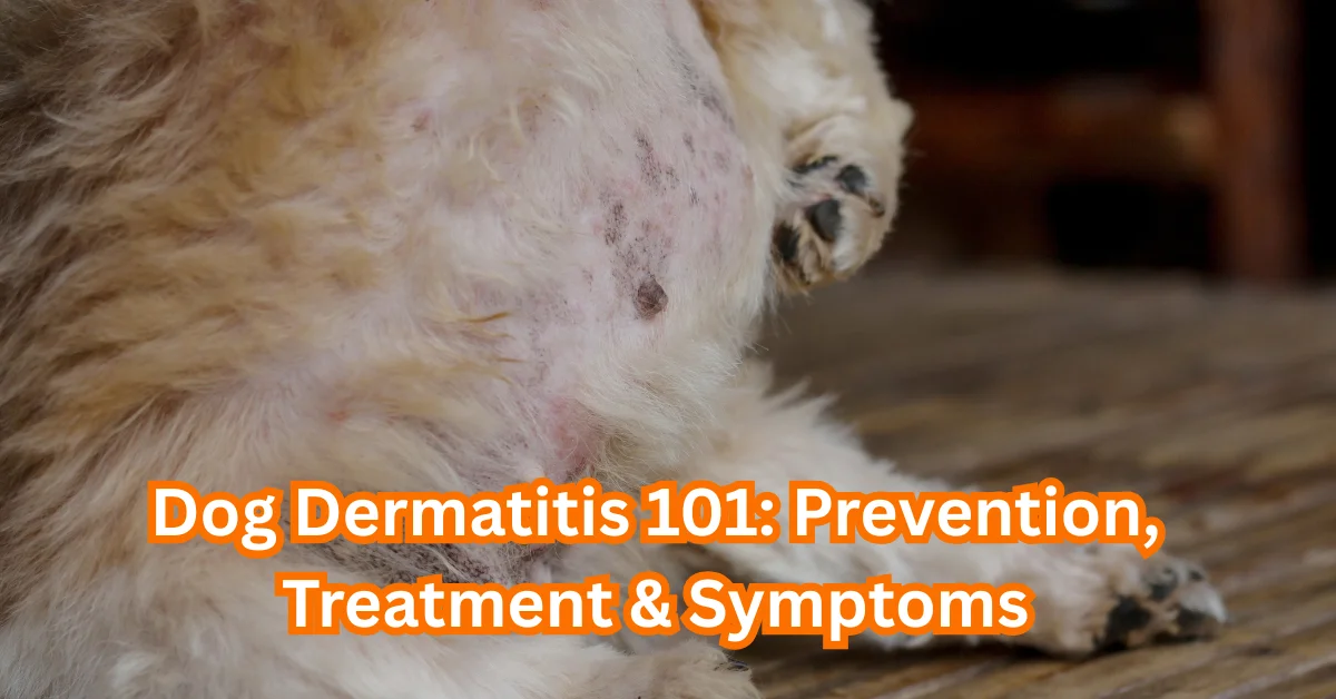 Dog Dermatitis