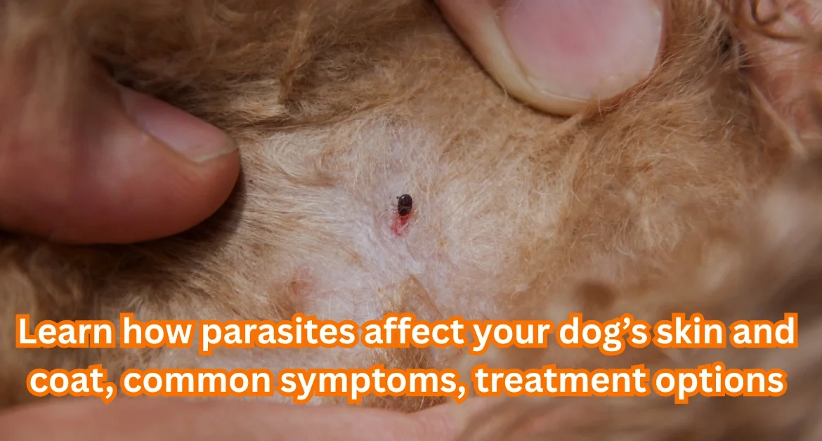 How Parasites Affect Your Dog’s Skin and Coat