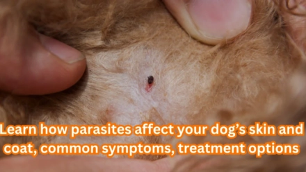 How Parasites Affect Your Dog’s Skin and Coat