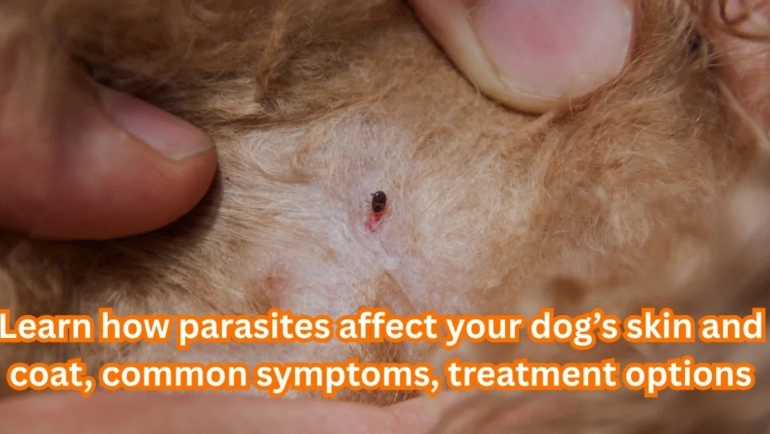 How Parasites Affect Your Dog’s Skin and Coat