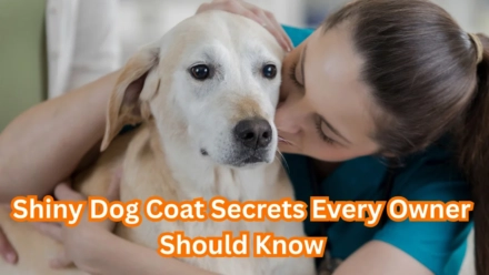 How to Keep Your Dog’s Coat Shiny and Healthy