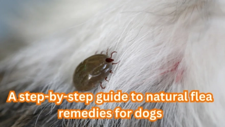 Natural Flea Remedies for Dogs
