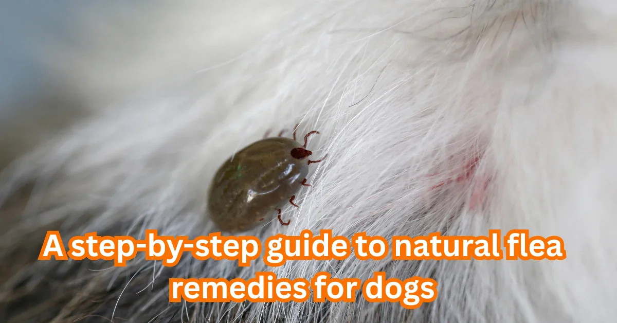 Natural Flea Remedies for Dogs