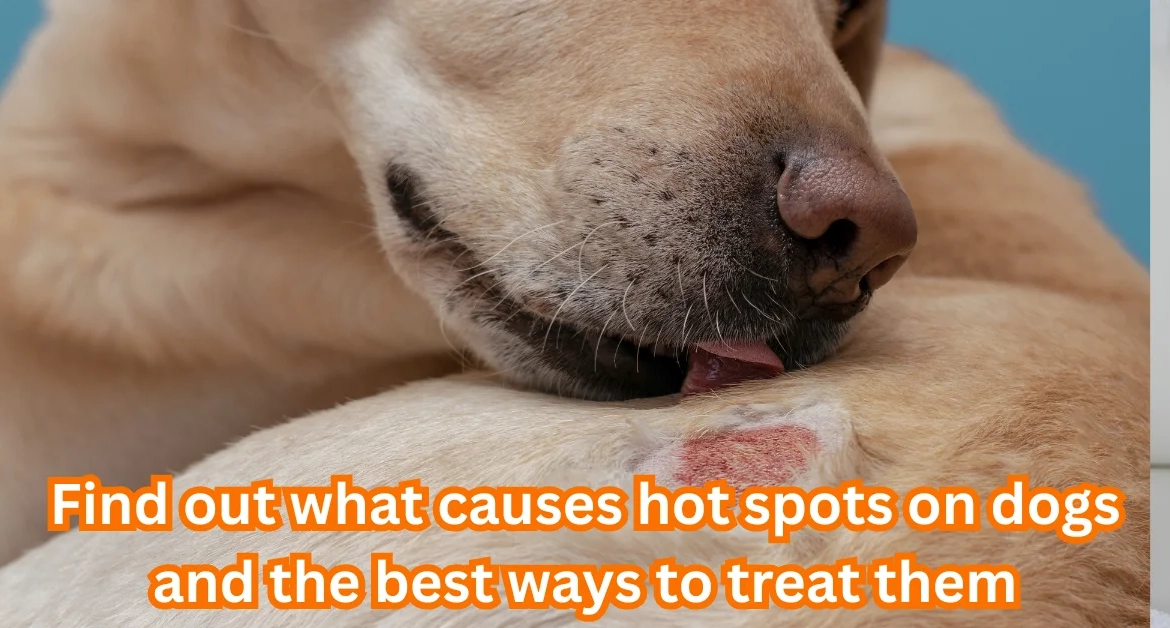Hot Spots on Dogs