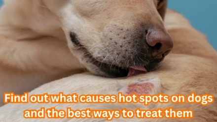 Hot Spots on Dogs