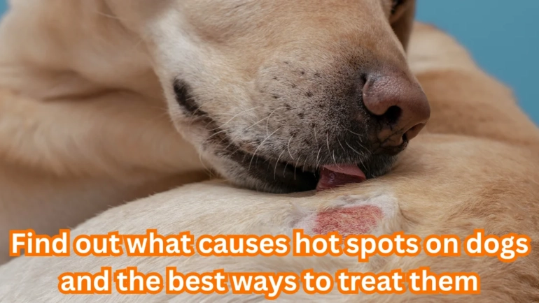 Hot Spots on Dogs