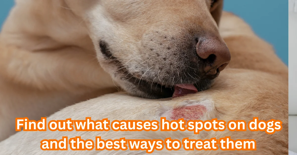 Hot Spots on Dogs