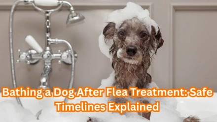 bathe after flea or tick treatment