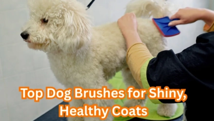 dog brush